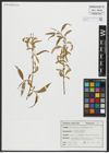 Foto von Salix alba L.